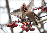Waxwing Invasion 2017 (Cardiff)