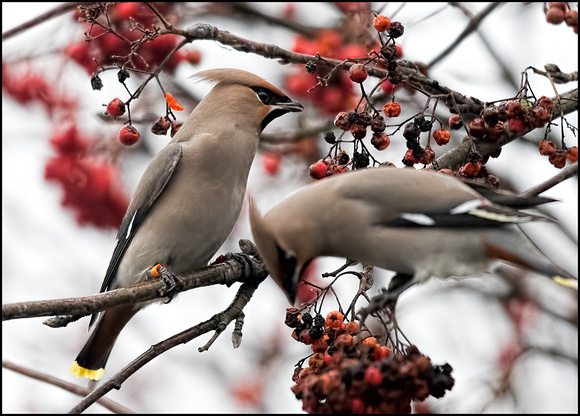 Ringed Waxwing