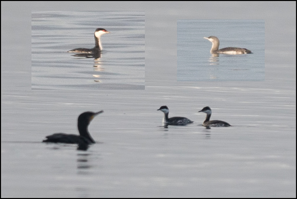 Grebes and Diver