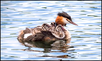 Great Crested Grebe and Babies