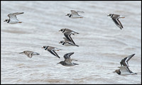 Ringed Plover, Purple Sandpiper, Dunlin and Turnstone