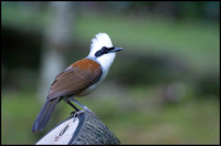 White Crested laughing Thrush