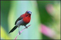 Crimson Sunbird