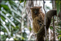 Buffy Fish Owl