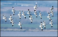 Avocets in Flight