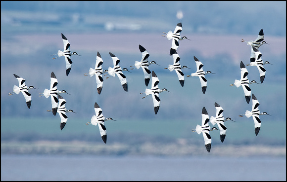 Avocets in Flight