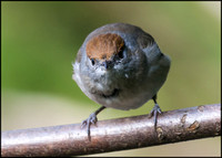 Female Blackcap