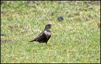 Ring Ouzel