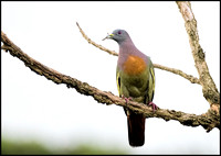 Pink necked green Pidgeon