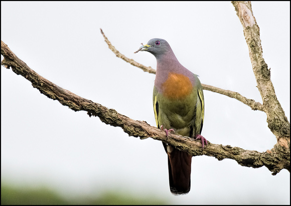 Pink necked green Pidgeon