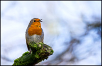 Robin