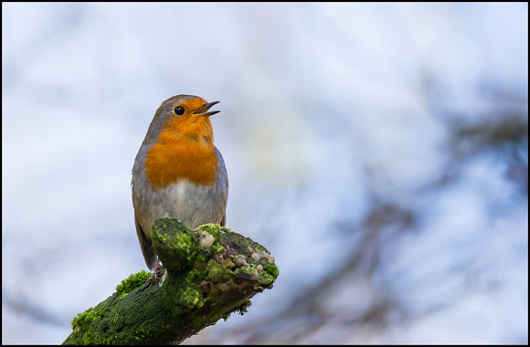 Robin