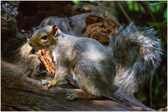 Grey Squirrel