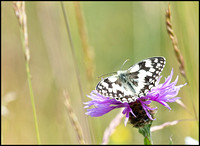 Marbled White