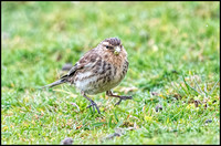 Twite - Gangnam Style