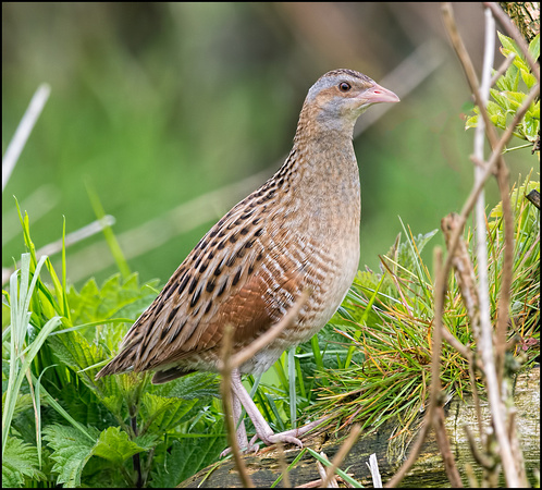 Corncrake