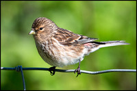 Twite