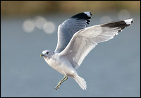 Common Gull