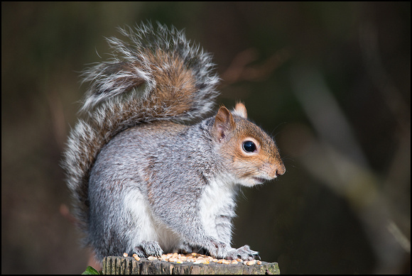 Grey Squirrel