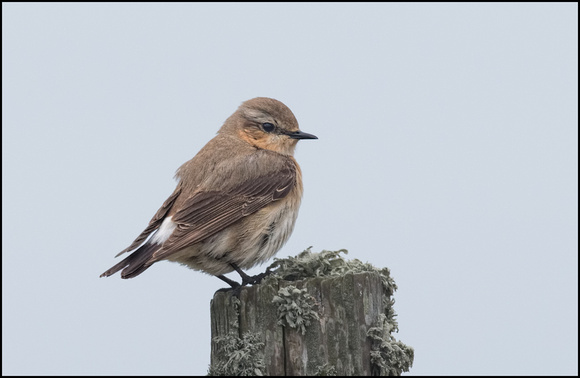 Wheatear (Female)