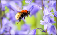 Shetland Bumble Bee