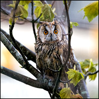 Long Eared Owl