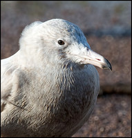 Glaucous Gull