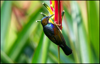 Brown-throated Sunbird