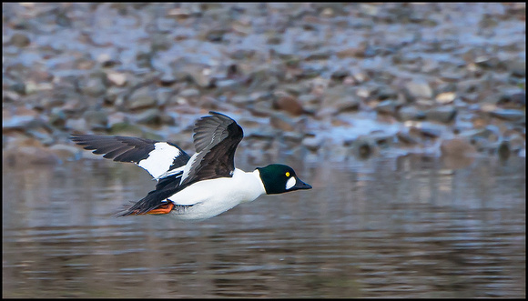 Goldeneye