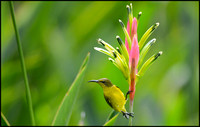 Olive-backed Sunbird