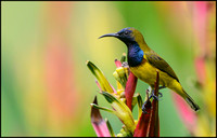 Olive-backed Sunbird