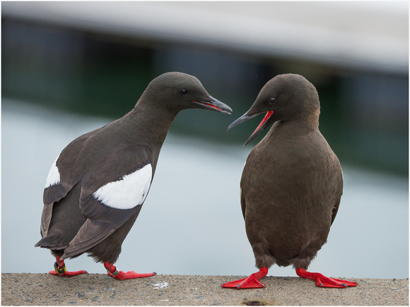 Black Guillemots