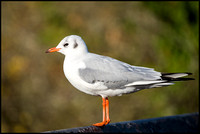 Blackheaded Gull