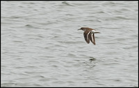 Common Sandpiper