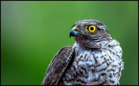 Sparrow Hawk (Juvenille)