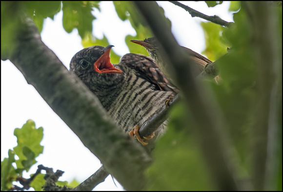 Juvenille Cuckoo with Mum