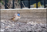 Bluethroat (Male)