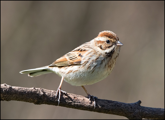 Reed Bunting (female)