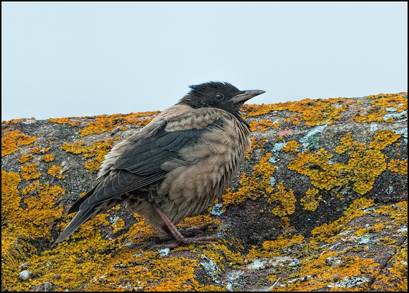Rose-Coloured Starling