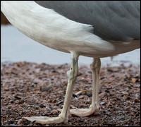 Close up's - Legs, 10th Jan