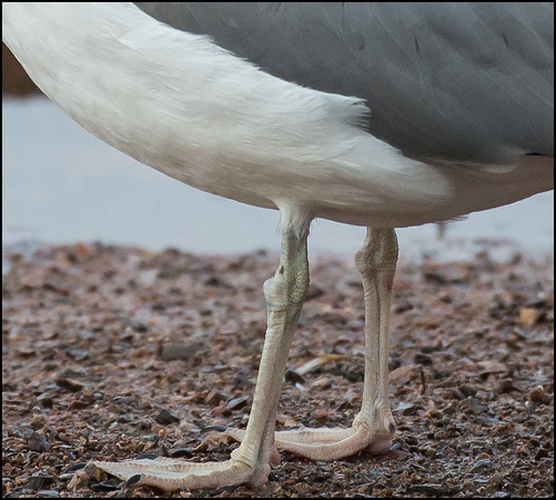 Close up's - Legs, 10th Jan