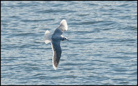 Little Gull