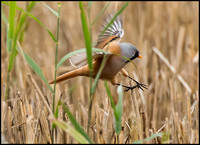 Birds in Flight