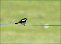 Woodchat Shrike