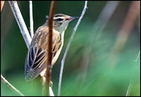 Sedge Warbler