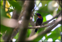 Copper-throated Sunbird