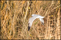 In flight - 11th Jan