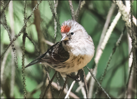 Redpoll