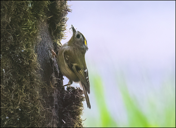 Goldcrest