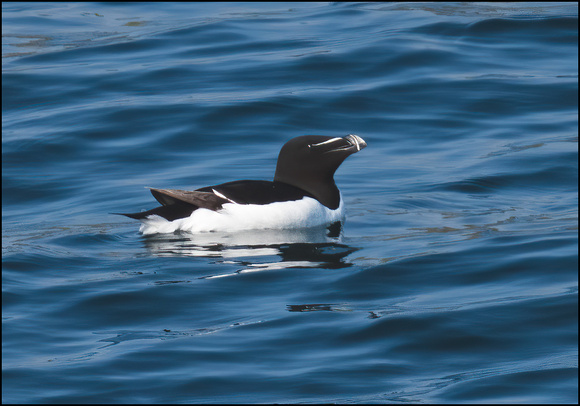 Razorbill